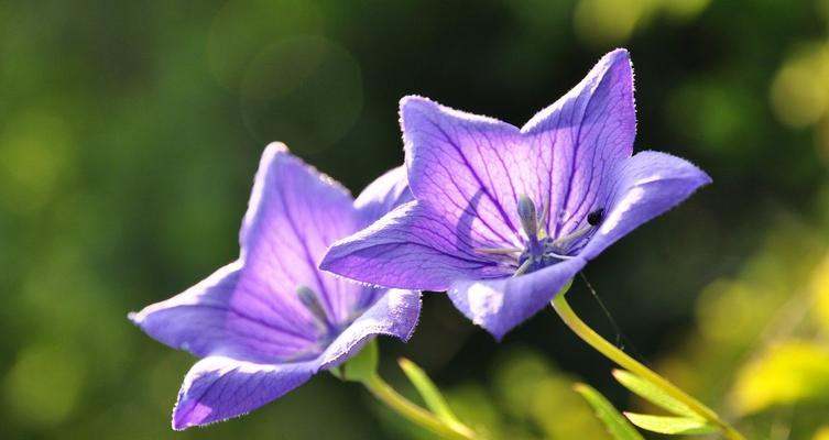 灿烂之花——向阳花的花语（向阳花盛开的美丽，传递着灿烂与希望）