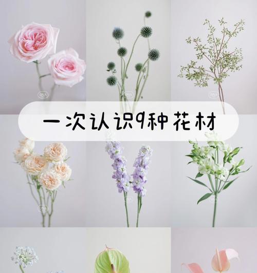 花开寄语（以康乃馨花语传递宠爱的情感）