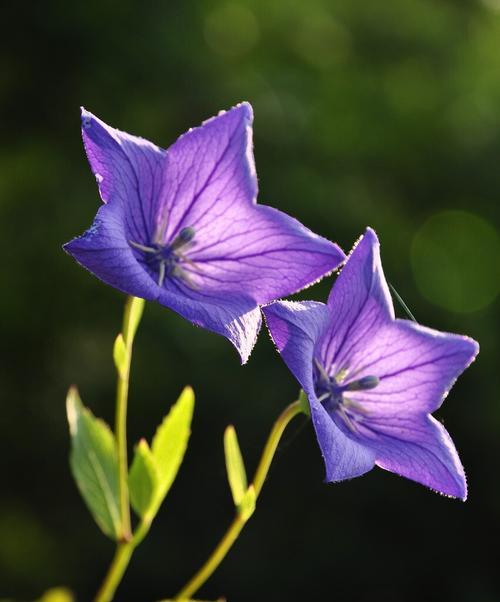 花语复活，生命的希望（以百合花为例，解读复活的花语）