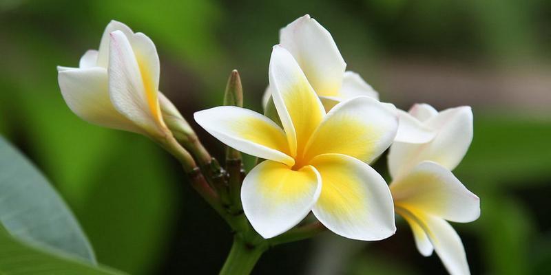 花语复活，生命的希望（以百合花为例，解读复活的花语）