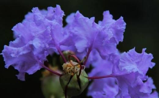 高贵神秘的花语——紫罗兰花的花语探秘（探索紫罗兰花背后的高贵神秘，揭开其隐藏的花语之谜）