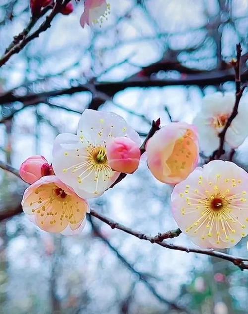 高冷气质的花语——让人不敢靠近的玫瑰（冷艳高贵，散发着优雅与神秘的气息）