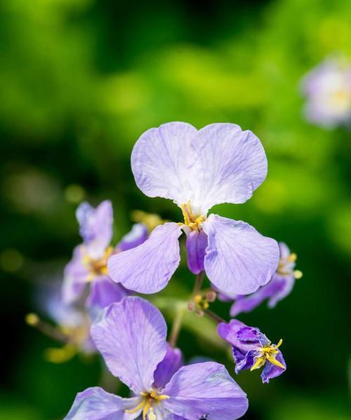 孤独迷茫（追寻内心深处的孤独与迷茫，从菊花中找到答案）