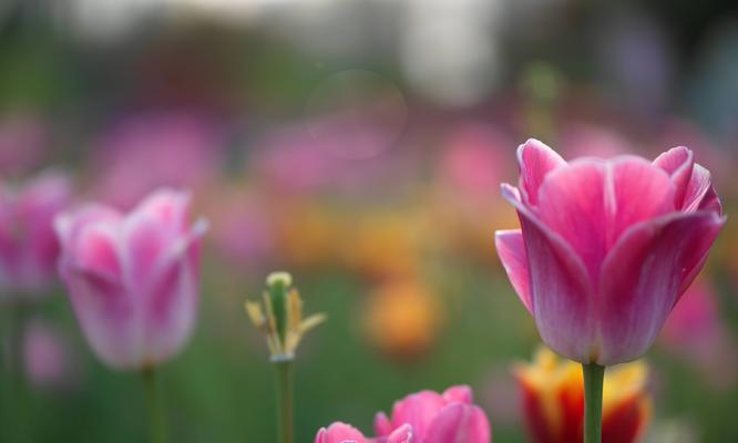 友谊花开，情意绵绵（以雏菊花的花语探寻友谊的真谛）