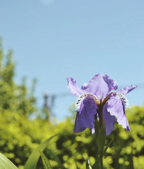 以百合花的花语传递光明与希望（百合花的花语及寓意解析，传达光明与希望的方式）