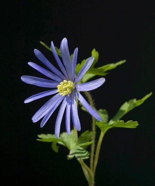 以太阳花为主题的光明之花篇（太阳花的花语及其代表的光明寓意）