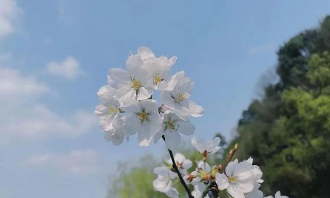 揭秘樱花有毒真相（探讨樱花的神秘面纱与其毒性的关系）