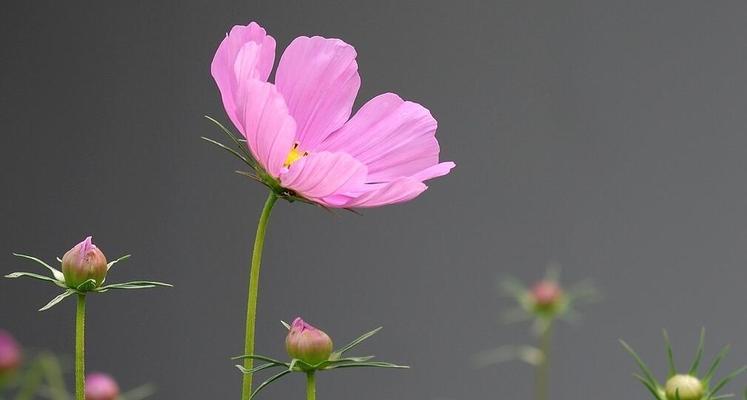 波斯菊的养殖全攻略（从种子到开花，让你轻松打造花园的亮点）