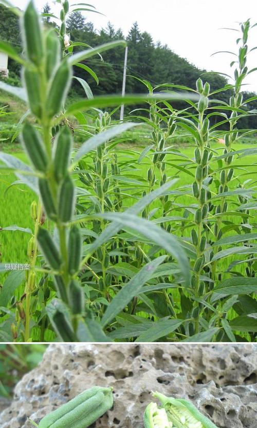 一年生植物的播种时间（在什么季节播种最合适？）