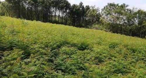 一年生植物的播种时间（在什么季节播种最合适？）