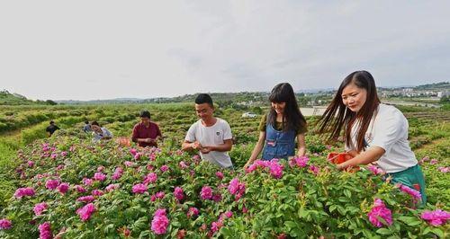 玫瑰的种植与养护（打造美丽的花园，从玫瑰开始）