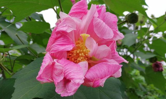 芙蓉花开花时间及魅力（夏季最美的花朵，如何欣赏芙蓉花？）