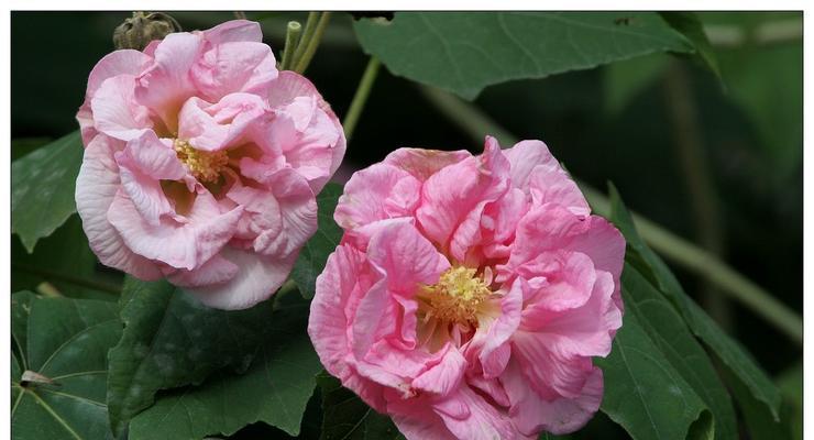 芙蓉花开花时间及魅力（夏季最美的花朵，如何欣赏芙蓉花？）