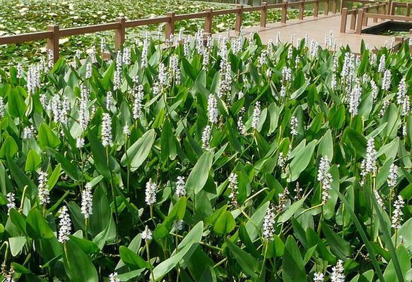 水生花卉的栽培管理（打造清新水景环境，把握四季养护之道）