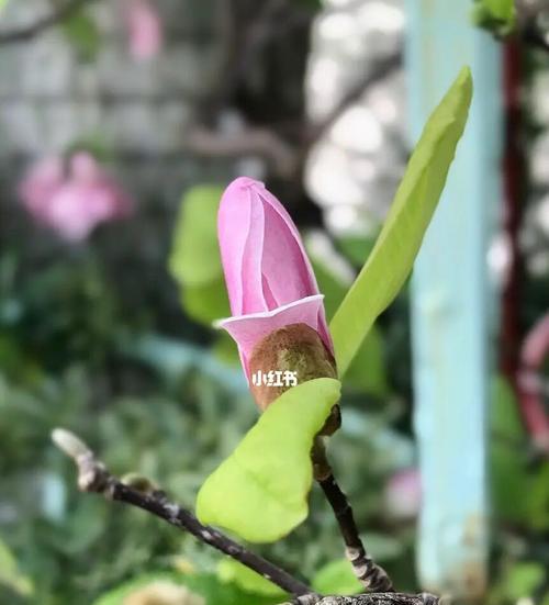 夏天的清爽之美——盛开在炎热季节的花卉（探秘夏季花海，遇见清新花语）