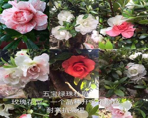 名贵花卉的品种及特点（探寻名贵花卉的世界-品种、特点及养护）