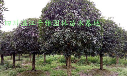 金桂花树种植技术与管理（如何培育健康的金桂花树）