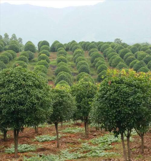 金桂花树种植技术与管理（如何培育健康的金桂花树）