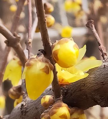 揭秘腊梅花的多彩世界（一朵花，多种颜色，颜色主宰花的美丽）