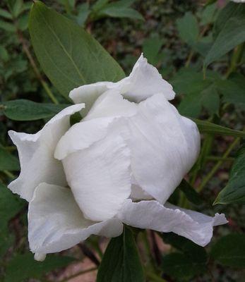 芍药花的特点（从花型到栽培全面解析）