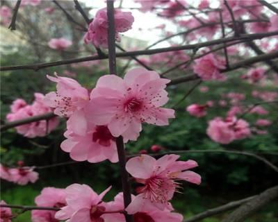 美人梅，一种优雅的花卉（探秘美人梅的特点及魅力）