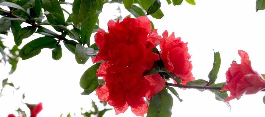 石榴花开花季节详解（探究石榴花的开花季节与生长特点）