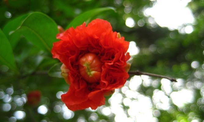 石榴花开花季节详解（探究石榴花的开花季节与生长特点）