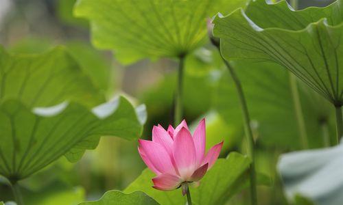 夏季花卉大盘点（探寻夏季花卉的精彩世界）