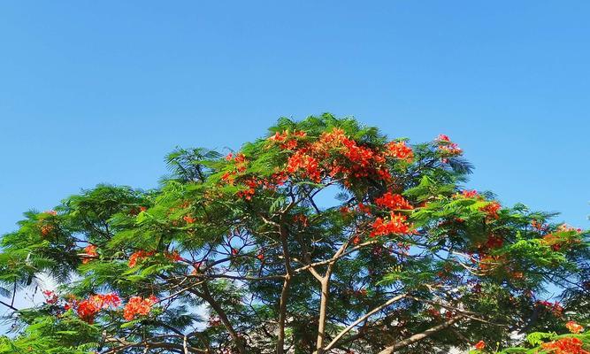 五月花开，春之盛宴（探秘五月开花的美丽世界）