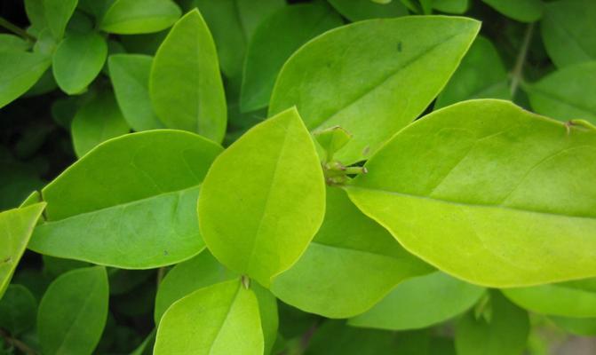 常绿灌木植物——常青之美