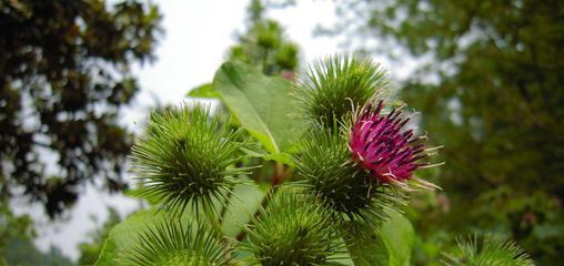 认识牛蒡（营养丰富、药用价值高，了解牛蒡的秘密）