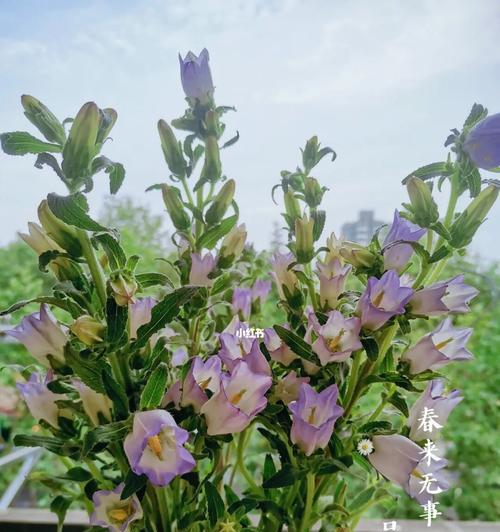 风铃花养殖全攻略（种植技巧、土壤要求、水分管理、肥料配比，一网打尽）