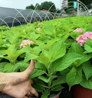 探秘绣球花的经典品种（品种鉴赏，美丽由心开始）