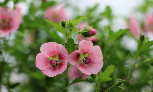 探寻古代木槿花的雅称（揭秘“凤仙花”的前世今生）