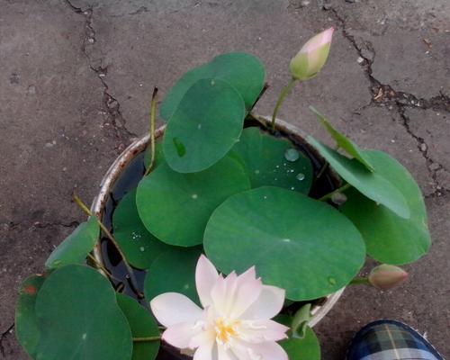 碗莲开花时间及花期管理（掌握碗莲开花时间，让花期更长久）