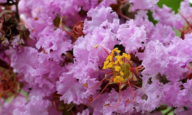 缤纷花开，长久不衰——花期长的花卉品种介绍