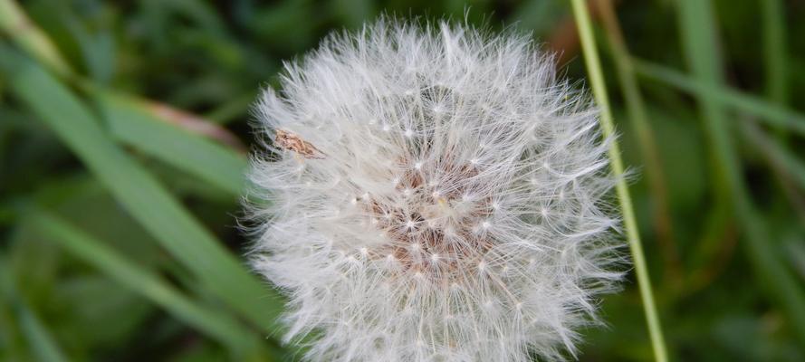 蒲公英花的传说故事与花语寓意（探寻蒲公英花的神奇故事和象征意义）