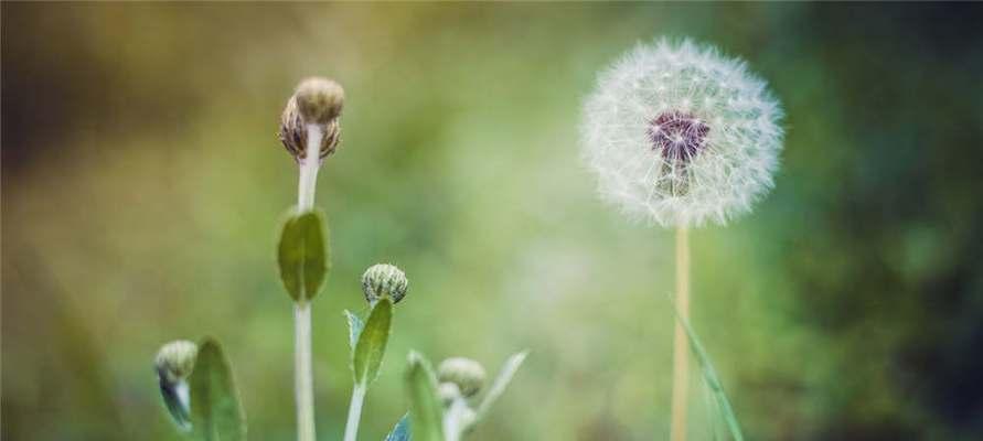 蒲公英花语解读（深入解读蒲公英花语中的隐含意义）