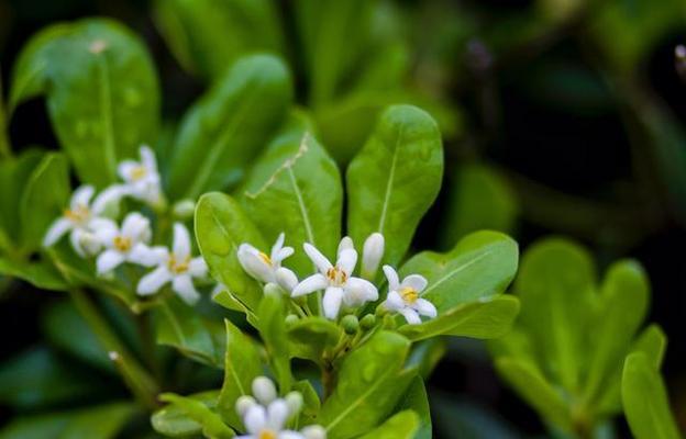 七里香花语（揭示七里香花语的深层内涵与寓意）