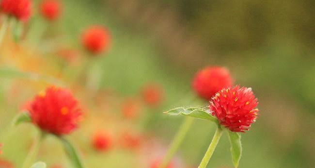 千日红的花语——永恒不朽（千日红的花语之不朽意象与寓意）