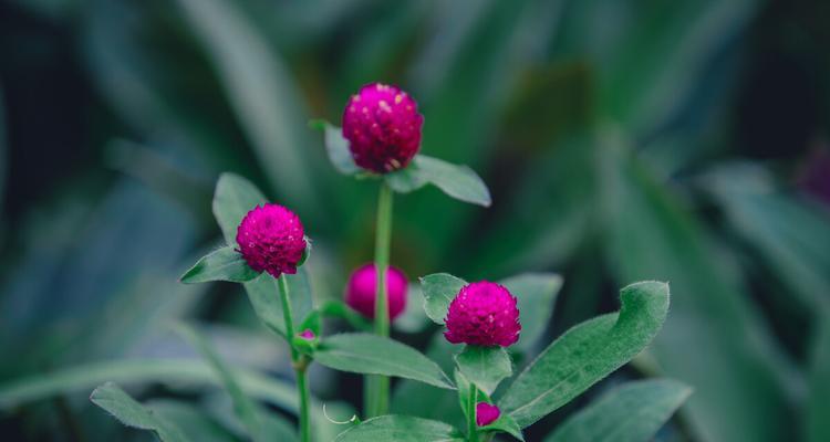 千日红的花语——永恒不朽（千日红的花语之不朽意象与寓意）