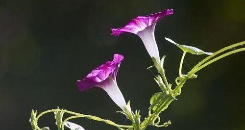 牵牛花（揭开牵牛花背后的神秘面纱）