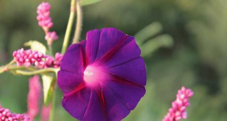 牵牛花的花语深意（探秘牵牛花的内涵与象征）