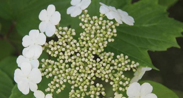 以琼花的花语与美丽传说（探寻以琼花的花语传承与文化意义）