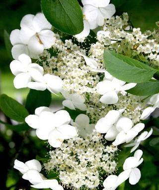 以琼花的花语与美丽传说（探寻以琼花的花语传承与文化意义）