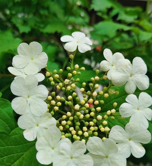 以琼花花语的美丽寓意（探索以琼花花语的深刻含义与传承之道）