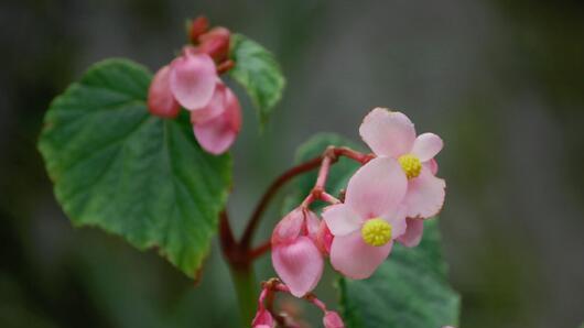 秋海棠花语与寓意（深入探索秋海棠的花语及其寓意）