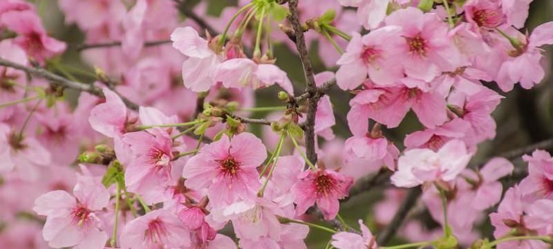 日本樱花（樱花之美，绽放心灵的精灵）