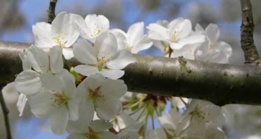 日本樱花（樱花之美，绽放心灵的精灵）