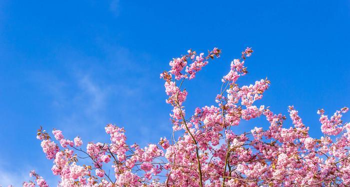 樱花的美与象征意义（探寻日本樱花文化的深层内涵）